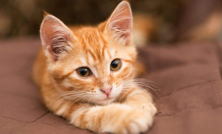 orange cat